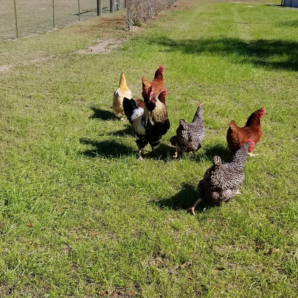 Meet your Posher, Cherish